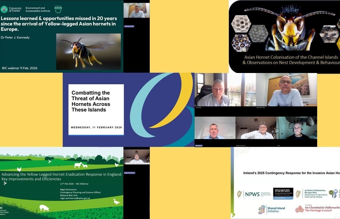 Combatting the Threat of Asian Hornets Across These Islands Webinar - 11 February 2026